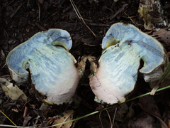 Caloboletus marshii