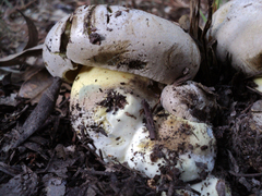 Caloboletus marshii