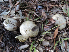 Caloboletus marshii