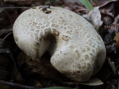 Caloboletus marshii