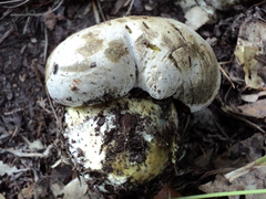 Caloboletus marshii