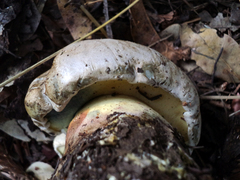 Caloboletus marshii