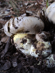 Caloboletus marshii