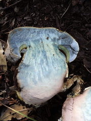 Caloboletus marshii