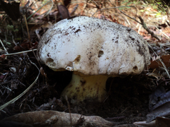 Caloboletus marshii