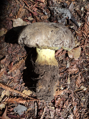 Caloboletus marshii