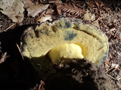 Caloboletus marshii