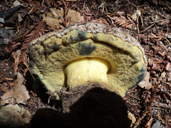 Caloboletus marshii