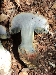 Caloboletus marshii