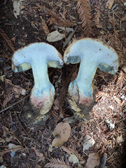 Caloboletus marshii