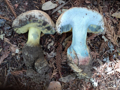 Caloboletus marshii