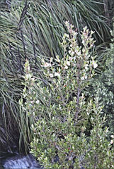 Eucryphia milliganii