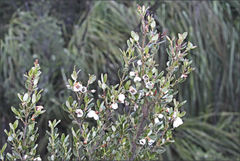 Eucryphia milliganii