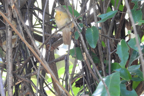 Grey-cheeked Tit-Babbler (Mixornis flavicollis), photo 4