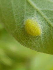 Euura pedunculi