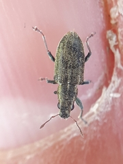 Sitona lineatus