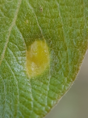 Euura pedunculi