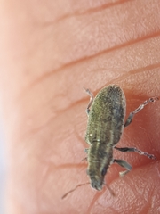 Sitona lineatus