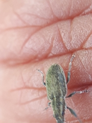 Sitona lineatus