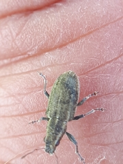 Sitona lineatus