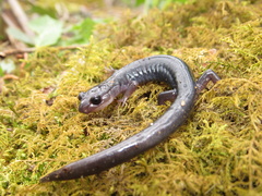 Plethodon montanus