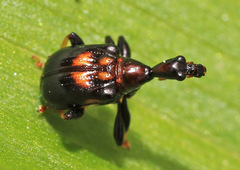 Leptapoderus carbonicolor