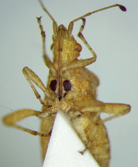 Aufeius impressicollis