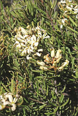 Lomatia polymorpha