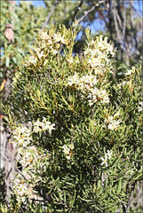Lomatia polymorpha