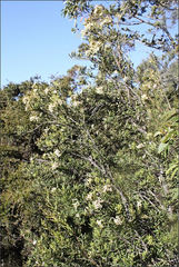 Lomatia polymorpha