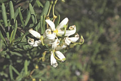 Lomatia polymorpha