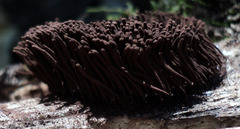 Stemonitis pallida