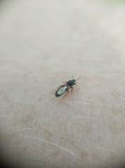 Dimorphopterus spinolae