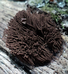 Stemonitis pallida