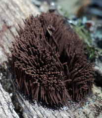 Stemonitis pallida