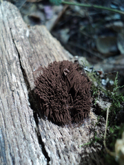 Stemonitis pallida