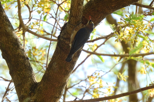 Velvet-fronted Nuthatch (Sitta frontalis), photo 7