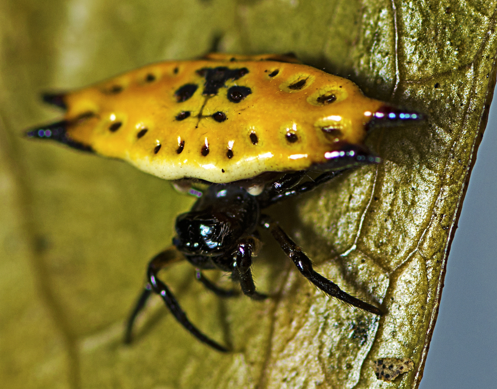 Four-spined Spiny Orbweaver