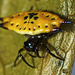 Four-spined Spiny Orbweaver - Photo (c) tjeales, some rights reserved (CC BY-SA), uploaded by tjeales
