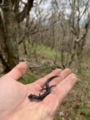 Plethodon montanus