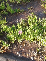 Carpobrotus
