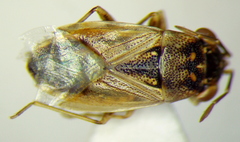 Geocoris pallens
