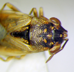 Geocoris pallens