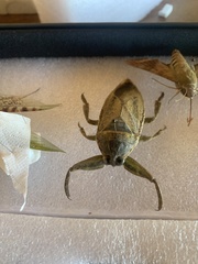 Lethocerus cordofanus