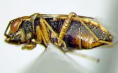 Geocoris pallens