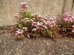 Saponaria ocymoides