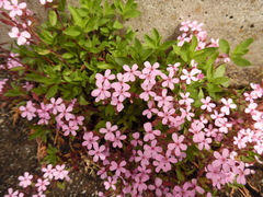 Saponaria ocymoides