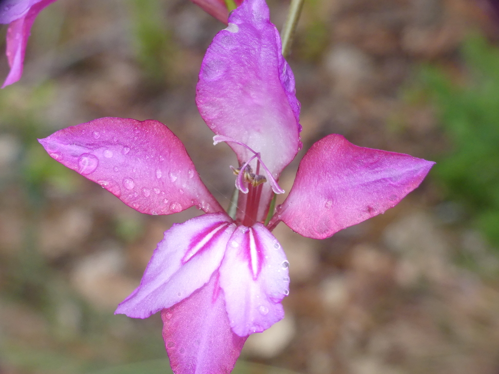 Doubtful Gladiolus