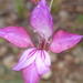 Gladiolus dubius - Photo (c) Simon,  זכויות יוצרים חלקיות (CC BY), הועלה על ידי Simon