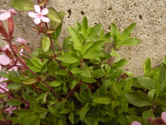 Saponaria ocymoides